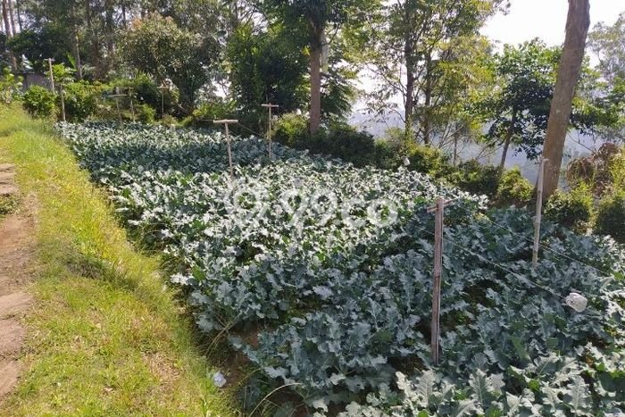 Dijual Rumah Luas Elegan Dengan View Eksklusif di Cihanjuang, Bandung Dijual Rumah Luas Elegan Dengan View Eksklusif di Cihanjuang, Bandung
