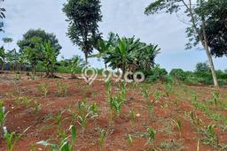 Dijual Tanah di Mande Cianjur Luas 11000m2 SHM Dijual Tanah di Mande Cianjur Luas 11000m2 SHM