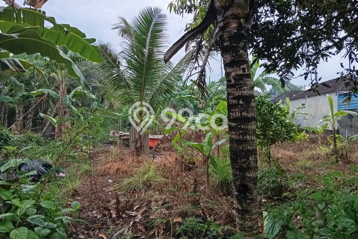 Kavling Tanah Dijual di Tabanan Tabanan Spesifikasi 644m2 Kavling Tanah Dijual di Tabanan Tabanan Spesifikasi 644m2