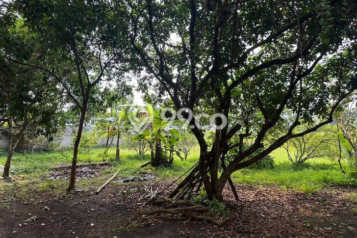 Tanah Kavling untuk Dijual di Ranca Bungur Bogor 11573m2 Tanah Kavling untuk Dijual di Ranca Bungur Bogor 11573m2