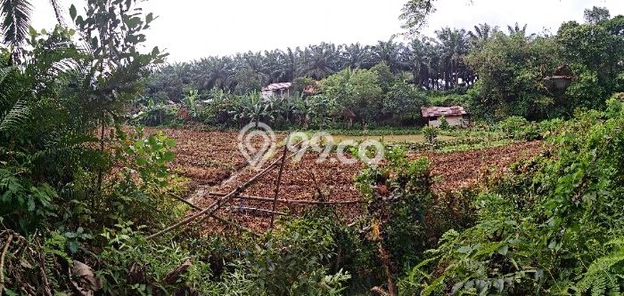 Lahan Investasi Lokasi Ranca Bungur Bogor AJB Lahan Investasi Lokasi Ranca Bungur Bogor AJB