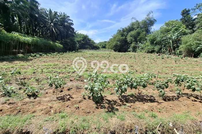 Lahan Investasi Lokasi Ranca Bungur Bogor AJB Lahan Investasi Lokasi Ranca Bungur Bogor AJB