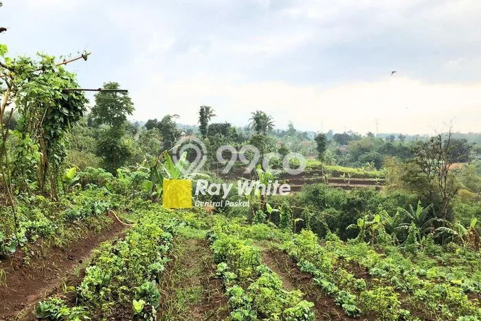 Tanah Dijual Lokasi Ngamprah, Bandung Barat Luas 13065m2 Legalitas Aman Tanah Dijual Lokasi Ngamprah, Bandung Barat Luas 13065m2 Legalitas Aman