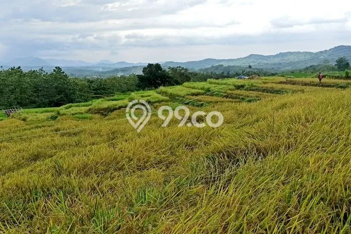 Tanah Dijual Lokasi Cibatu, Purwakarta Luas 10080m2 Legalitas Aman Tanah Dijual Lokasi Cibatu, Purwakarta Luas 10080m2 Legalitas Aman