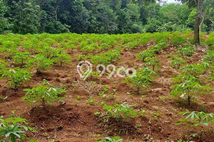 Dijual Tanah di Rumpin Bogor Luas 8000m2 - Dijual Tanah di Rumpin Bogor Luas 8000m2 -