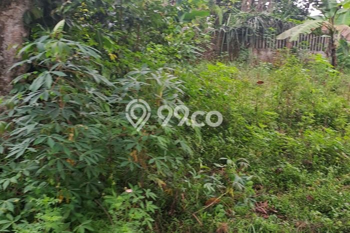 Tanah di Ciseeng, Bogor Luas 5000m2 Dijual Segera Tanah di Ciseeng, Bogor Luas 5000m2 Dijual Segera