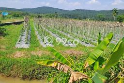 Lahan untuk Dijual Lokasi Kemang, Bogor Luas 120000m2 SHM Lahan untuk Dijual Lokasi Kemang, Bogor Luas 120000m2 SHM