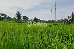 Kavling Tanah Dijual di Cijeruk, Bogor, Luas 12000m2 Area Strategis Kavling Tanah Dijual di Cijeruk, Bogor, Luas 12000m2 Area Strategis