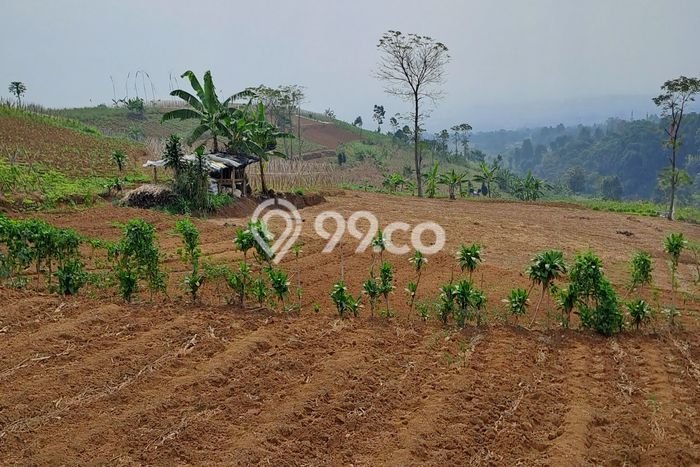 Untuk Dijual Tanah di Caringin Bogor Luas 2000m2 SHM Untuk Dijual Tanah di Caringin Bogor Luas 2000m2 SHM