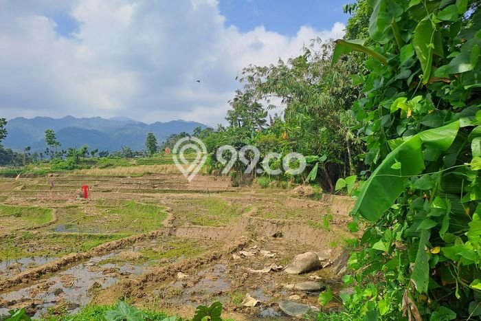 Tanah untuk Dijual di Babakan Madang Bogor Luas 1500m2 Tanah untuk Dijual di Babakan Madang Bogor Luas 1500m2