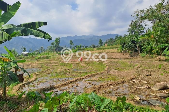 Tanah untuk Dijual di Babakan Madang Bogor Luas 1500m2 Tanah untuk Dijual di Babakan Madang Bogor Luas 1500m2