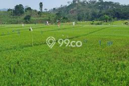 Kavling Tanah Dijual di Sukamakmur, Bogor, Luas 10000m2 Area Strategis Kavling Tanah Dijual di Sukamakmur, Bogor, Luas 10000m2 Area Strategis