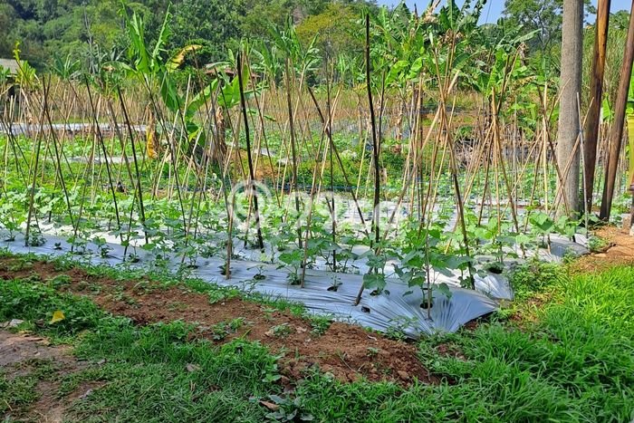 Tanah Dijual Lokasi Sukaraja, Bogor dengan Luas Tanah 2000m2 dan Status - Tanah Dijual Lokasi Sukaraja, Bogor dengan Luas Tanah 2000m2 dan Status -