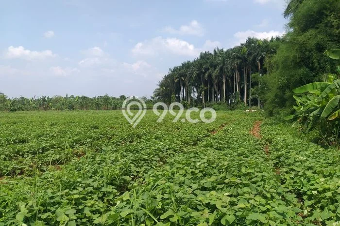 Kavling Tanah Dijual di Ciampea Bogor Spesifikasi 35000m2 Kavling Tanah Dijual di Ciampea Bogor Spesifikasi 35000m2