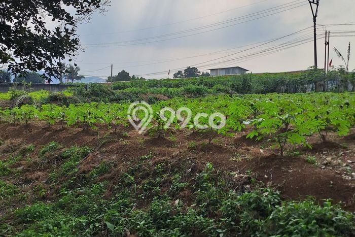 Tanah Kavling untuk Dijual di Ranca Bungur Bogor 50000m2 Tanah Kavling untuk Dijual di Ranca Bungur Bogor 50000m2