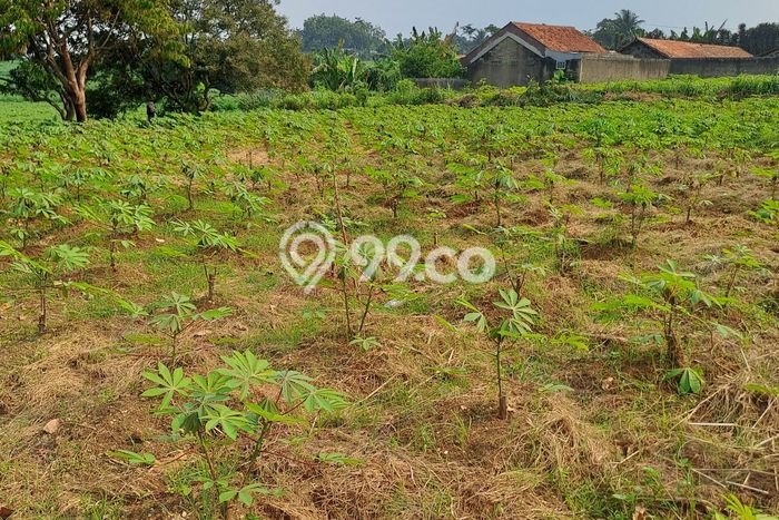 Tanah Kavling untuk Dijual di Ranca Bungur Bogor 50000m2 Tanah Kavling untuk Dijual di Ranca Bungur Bogor 50000m2