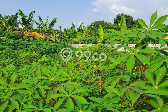 Jual Tanah Area Prospektif di Babakan Madang, Luas 1500m², Akses Babakan Madang, Bogor, Bogor Jual Tanah Area Prospektif di Babakan Madang, Luas 1500m², Akses Babakan Madang, Bogor, Bogor