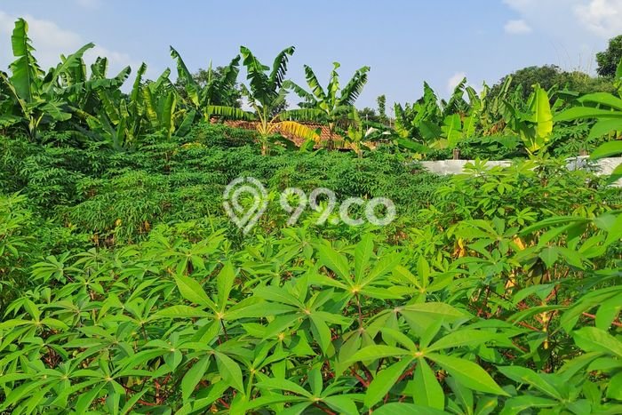 Jual Tanah Area Prospektif di Babakan Madang, Luas 1500m², Akses Babakan Madang, Bogor, Bogor Jual Tanah Area Prospektif di Babakan Madang, Luas 1500m², Akses Babakan Madang, Bogor, Bogor