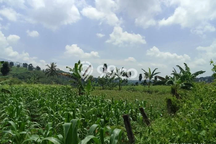 Tanah Kavling untuk Dijual di Nagrak Sukabumi 40000m2 Tanah Kavling untuk Dijual di Nagrak Sukabumi 40000m2