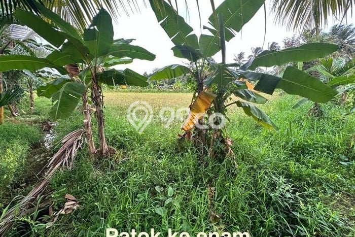 Kavling Tanah Dijual di Carita Pandeglang Spesifikasi 43800m2 Kavling Tanah Dijual di Carita Pandeglang Spesifikasi 43800m2