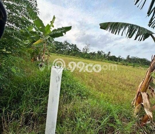 Kavling Tanah Dijual di Carita Pandeglang Spesifikasi 43800m2 Kavling Tanah Dijual di Carita Pandeglang Spesifikasi 43800m2