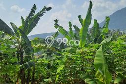 Dijual Tanah 500m2 di Babakan, Bogor Dijual Tanah 500m2 di Babakan, Bogor