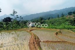 Kavling Tanah Dijual di Babakan Madang Bogor Spesifikasi 50000m2 Kavling Tanah Dijual di Babakan Madang Bogor Spesifikasi 50000m2