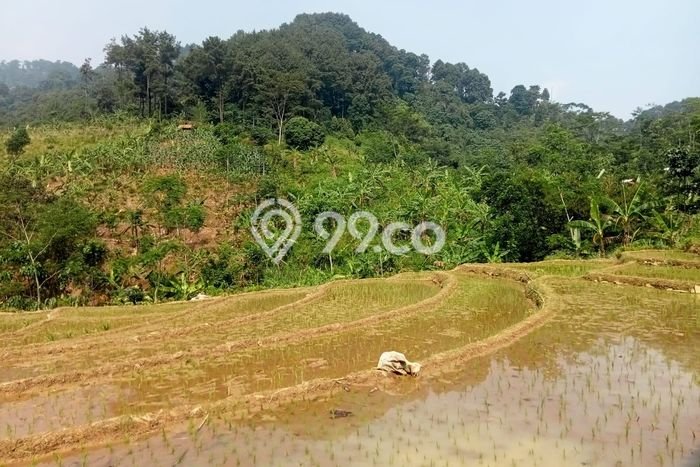 Lahan Dijual Lokasi Babakan Madang, Bogor dengan Luas Tanah 50000m2 dan Status SHM Lahan Dijual Lokasi Babakan Madang, Bogor dengan Luas Tanah 50000m2 dan Status SHM
