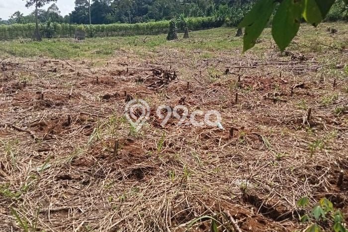 Kavling Tanah Dijual di Cikembar Sukabumi Spesifikasi 24000m2 Kavling Tanah Dijual di Cikembar Sukabumi Spesifikasi 24000m2