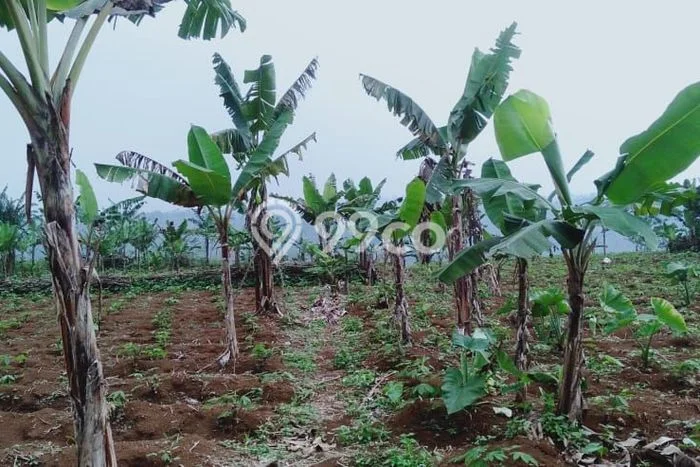 Lahan Dijual Lokasi Nagrak, Sukabumi dengan Luas Tanah 300000m2 dan Status - Lahan Dijual Lokasi Nagrak, Sukabumi dengan Luas Tanah 300000m2 dan Status -