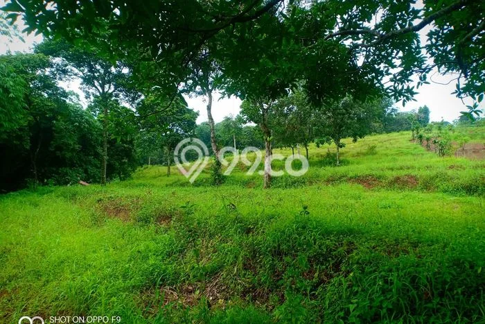 Tanah Dijual Lokasi Citeureup, Bogor Luas 10000m2 Legalitas Aman Tanah Dijual Lokasi Citeureup, Bogor Luas 10000m2 Legalitas Aman