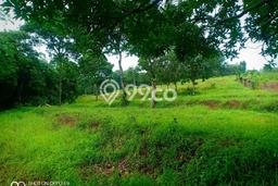 Tanah Dijual Lokasi Citeureup, Bogor Luas 10000m2 Legalitas Aman Tanah Dijual Lokasi Citeureup, Bogor Luas 10000m2 Legalitas Aman