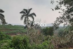 Tanah untuk Dijual Lokasi Ciseeng, Bogor Luas 5000m2 SHM Tanah untuk Dijual Lokasi Ciseeng, Bogor Luas 5000m2 SHM