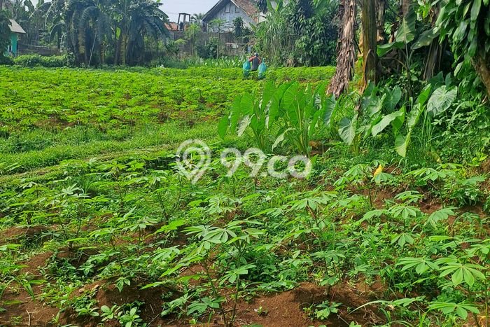 Tanah Dijual Lokasi Ranca Bungur, Bogor dengan Luas Tanah 12000m2 dan Status SHM Tanah Dijual Lokasi Ranca Bungur, Bogor dengan Luas Tanah 12000m2 dan Status SHM