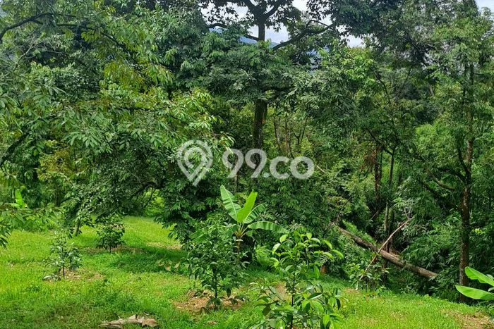 Jarang Ada! Tanah di Cigudeg Punya Luas 5800m2 SHM Jarang Ada! Tanah di Cigudeg Punya Luas 5800m2 SHM