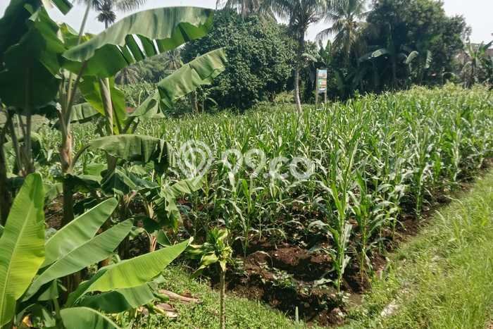 Tanah Kosong Dijual di Bogor dengan Area 1014m2 Tanah Kosong Dijual di Bogor dengan Area 1014m2