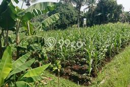 Tanah Kosong Dijual di Bogor dengan Area 1014m2 Tanah Kosong Dijual di Bogor dengan Area 1014m2