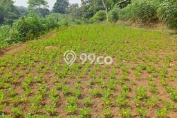 Lahan Kosong Dijual di Rumpin, Bogor, Luas 40000m2 Area Strategis Lahan Kosong Dijual di Rumpin, Bogor, Luas 40000m2 Area Strategis
