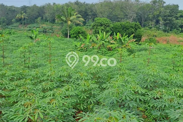 Kavling Tanah di Rumpin Dijual Luas 5000m2 Legalitas SHM Kavling Tanah di Rumpin Dijual Luas 5000m2 Legalitas SHM
