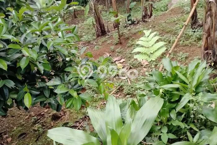 Untuk Dijual Tanah di Sukaraja Bogor Luas 1900m2 SHM Untuk Dijual Tanah di Sukaraja Bogor Luas 1900m2 SHM