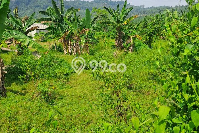Tanah untuk Dijual di Rumpin Bogor Luas 12000m2 Tanah untuk Dijual di Rumpin Bogor Luas 12000m2