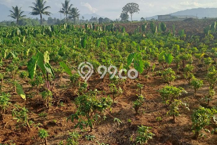 Jarang Ada! Tanah di Ranca Bungur Punya Luas 2000m2 - Jarang Ada! Tanah di Ranca Bungur Punya Luas 2000m2 -
