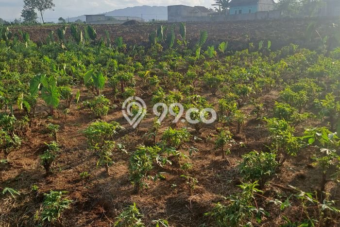 Jarang Ada! Tanah di Ranca Bungur Punya Luas 2000m2 - Jarang Ada! Tanah di Ranca Bungur Punya Luas 2000m2 -