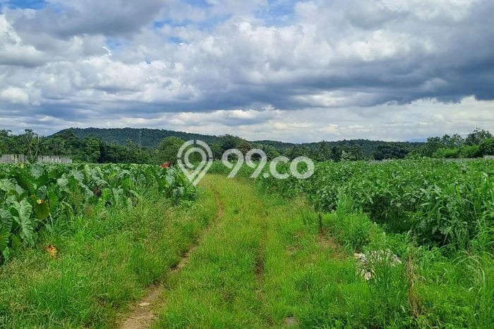 Kavling Tanah Dijual di Ranca Bungur, Bogor, Luas 20000m2 Area Strategis Kavling Tanah Dijual di Ranca Bungur, Bogor, Luas 20000m2 Area Strategis