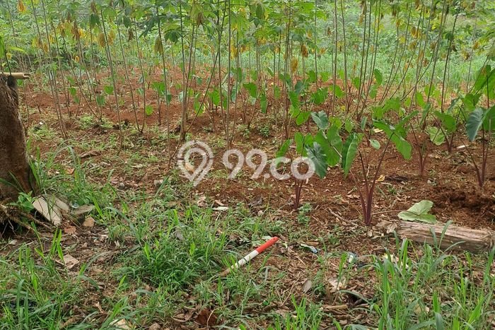 Tanah di Ciseeng, Bogor Luas 640m2 Dijual Segera Tanah di Ciseeng, Bogor Luas 640m2 Dijual Segera