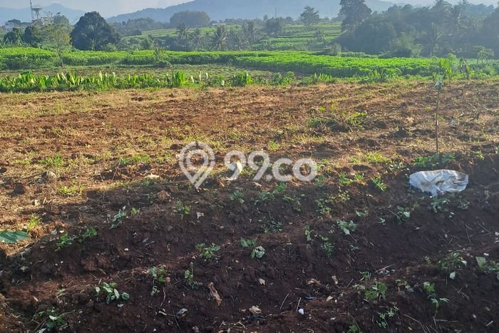 Lahan Investasi Lokasi Ranca Bungur Bogor SHM Lahan Investasi Lokasi Ranca Bungur Bogor SHM