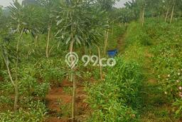 Tanah Dijual Lokasi Ciseeng, Bogor Luas 1200m2 Legalitas Aman Tanah Dijual Lokasi Ciseeng, Bogor Luas 1200m2 Legalitas Aman