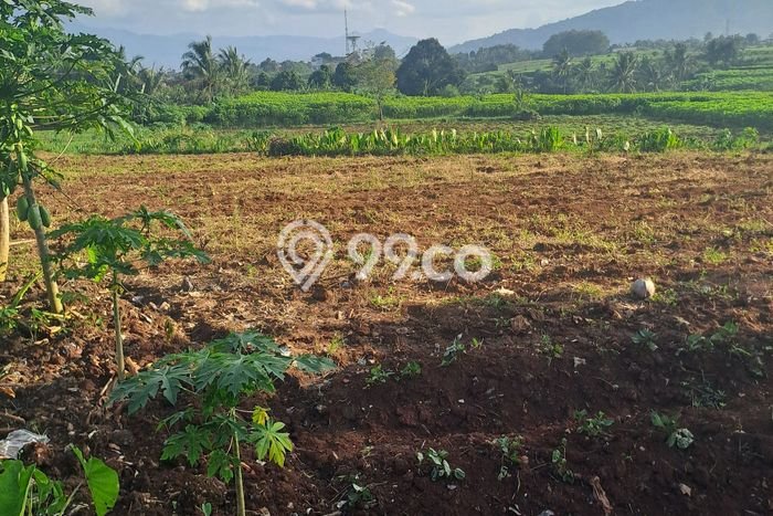 Lahan Investasi Lokasi Ranca Bungur Bogor SHM Lahan Investasi Lokasi Ranca Bungur Bogor SHM