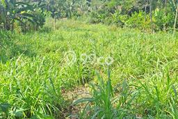 Kavling Tanah Dijual di Rumpin, Bogor, Luas 1400m2 Area Strategis Kavling Tanah Dijual di Rumpin, Bogor, Luas 1400m2 Area Strategis