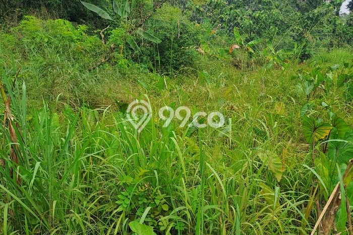 Jarang Ada! Tanah di Kemang Punya Luas 3000m2 AJB Jarang Ada! Tanah di Kemang Punya Luas 3000m2 AJB